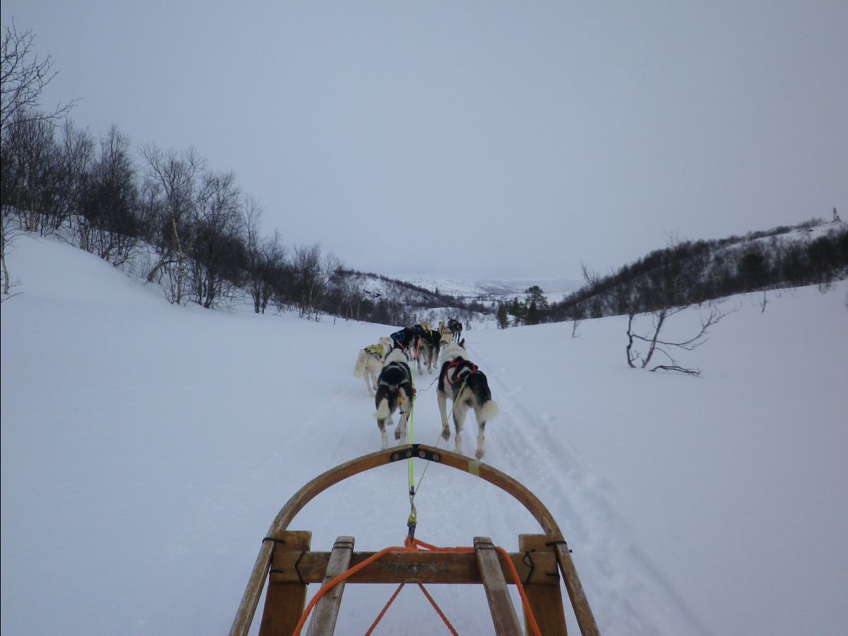 Dogs sledge15